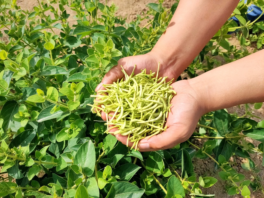 汝南:金银花开出致富路-大象网