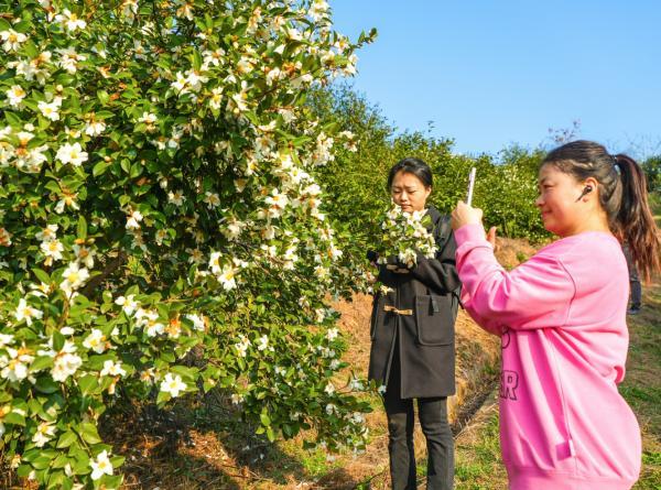 游客在油茶园拍照打卡 梅曙贤 摄