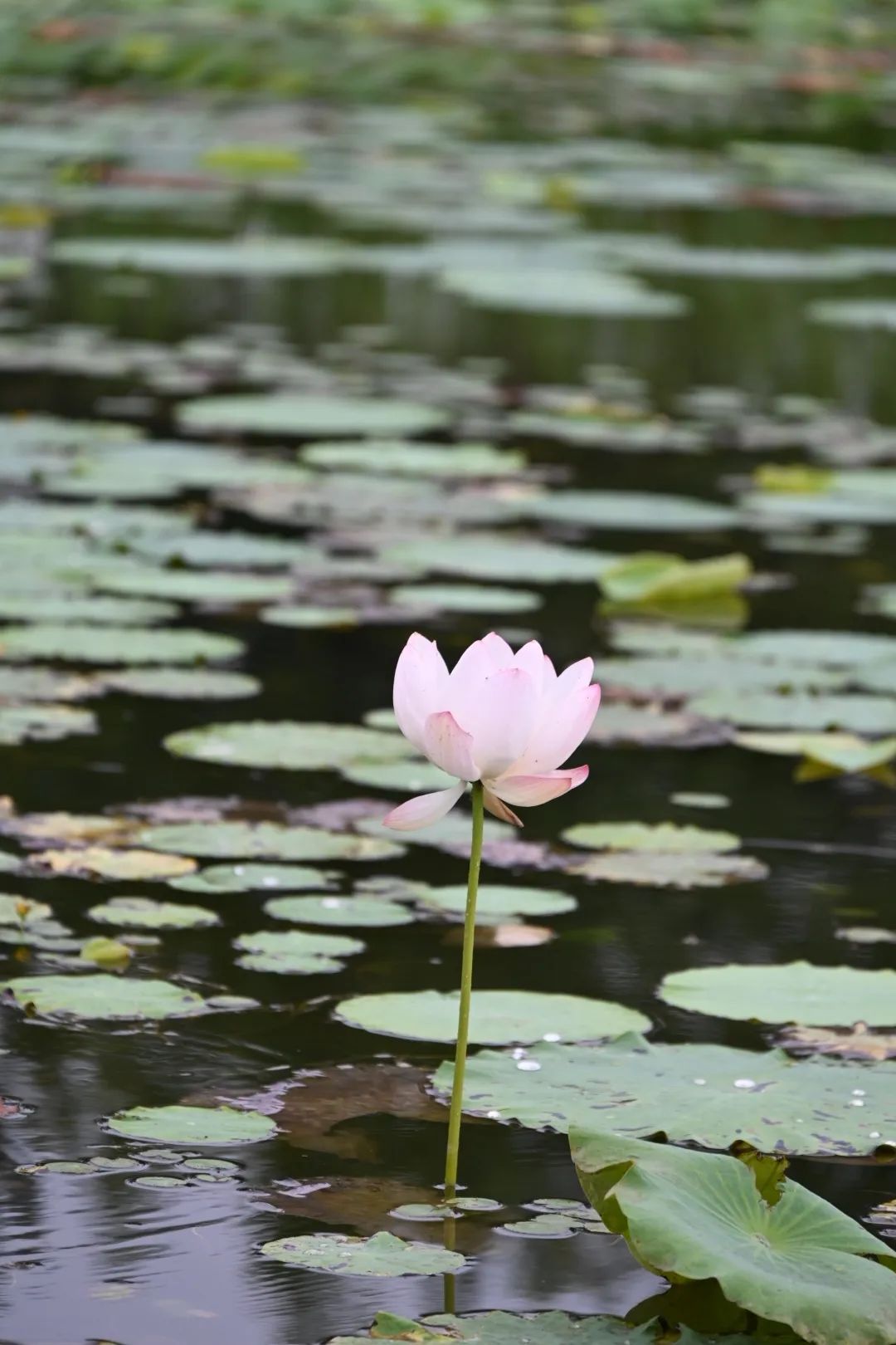 图说丨河南平舆夏日荷塘美景如画