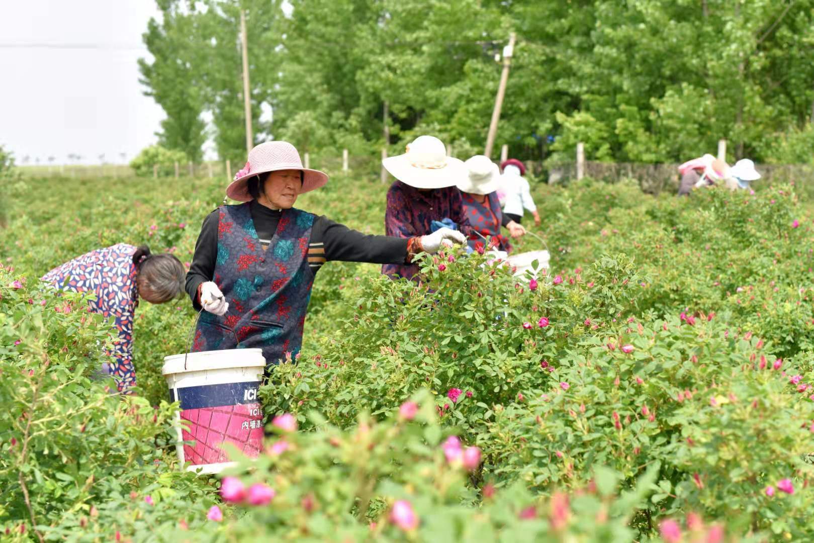 村民们在采摘玫瑰花 刘旭 摄