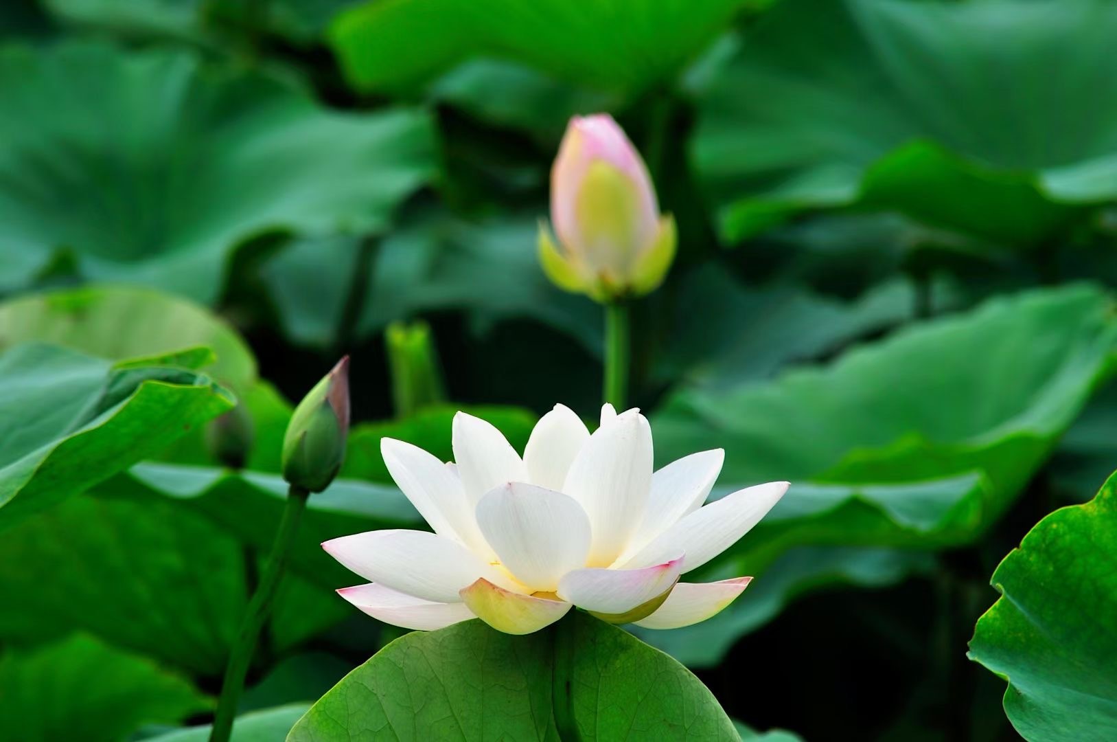 汝州市夏日花开风景独好