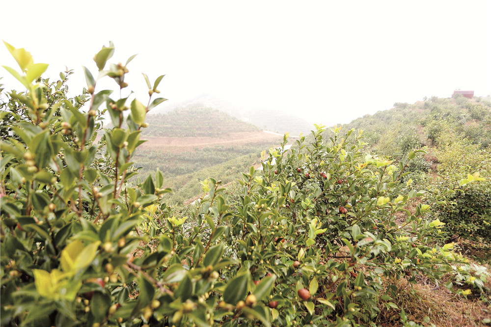 河南罗山：油茶树上结出“致富果”