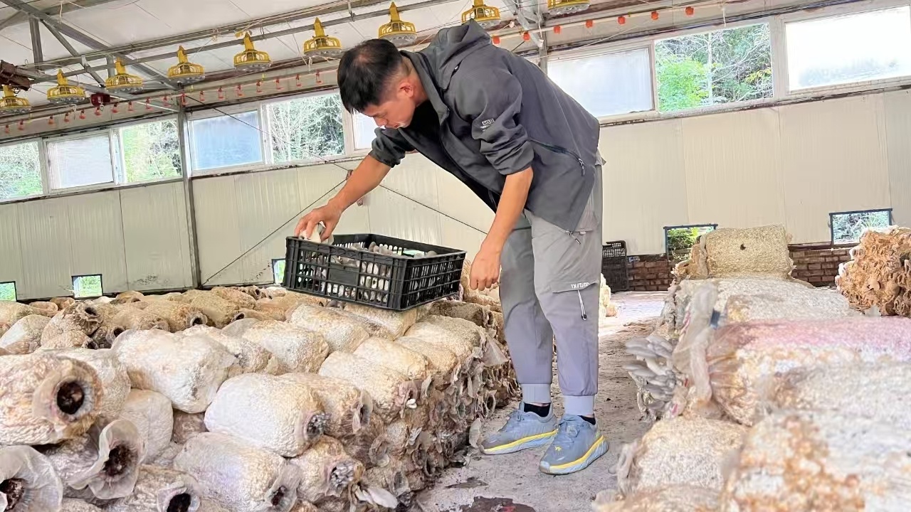 张超超在采摘平菇 叶新波 摄