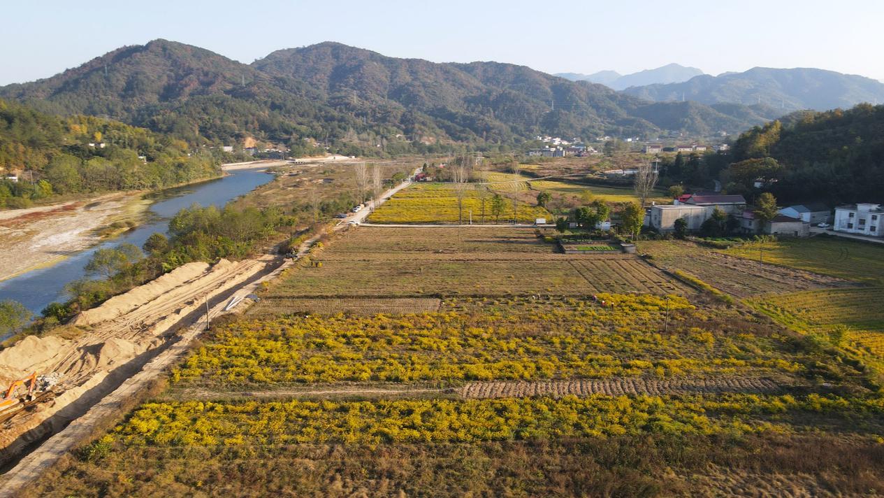 野菊花种植基地 中共商城县委宣传部供图