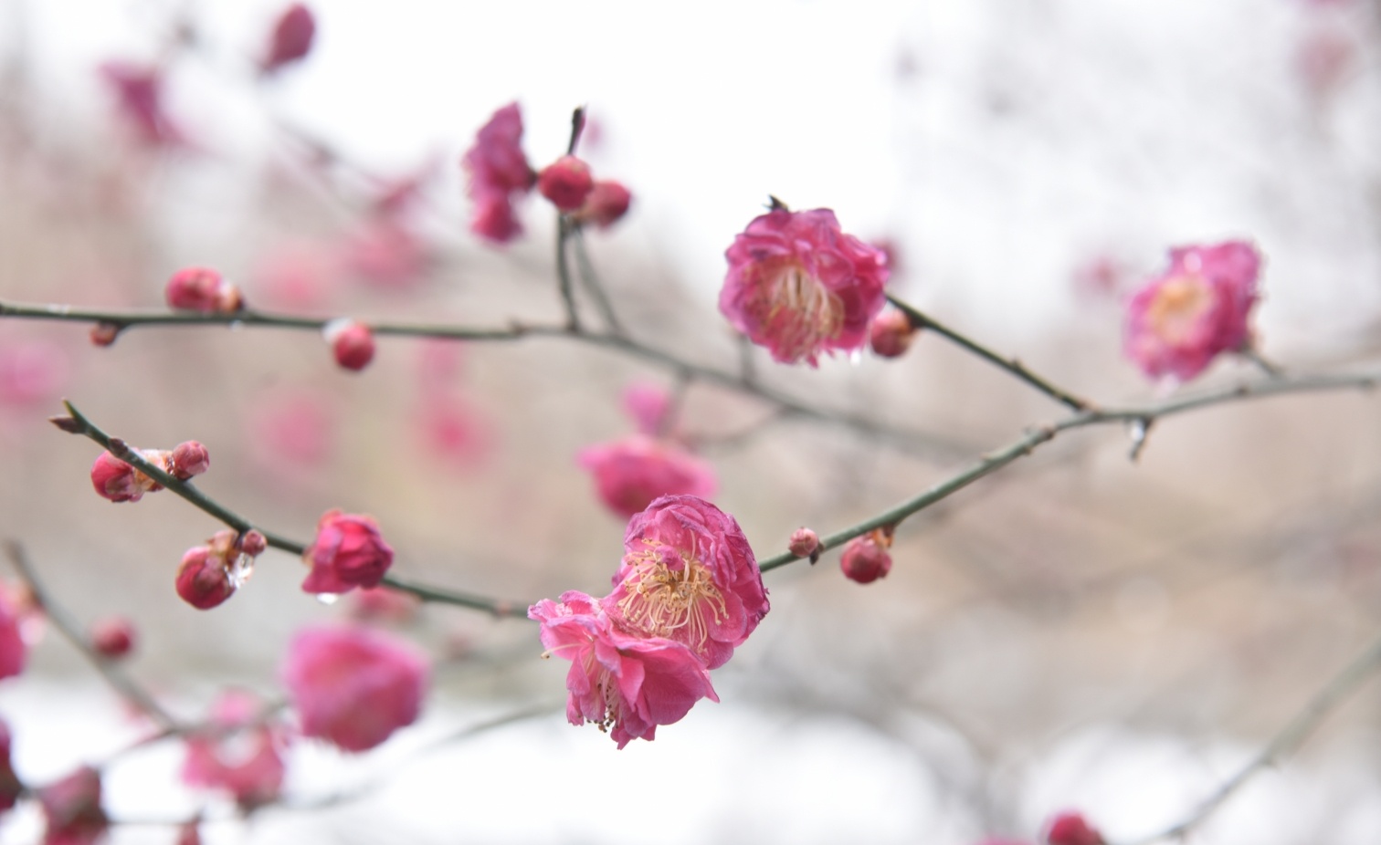 朱青 摄雪落蜡梅开 朱青 摄一枝独秀 朱青 摄梅花盛开 朱青 摄晶莹