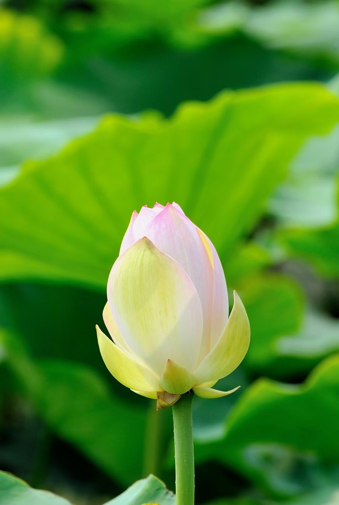 汝州市夏日花开风景独好