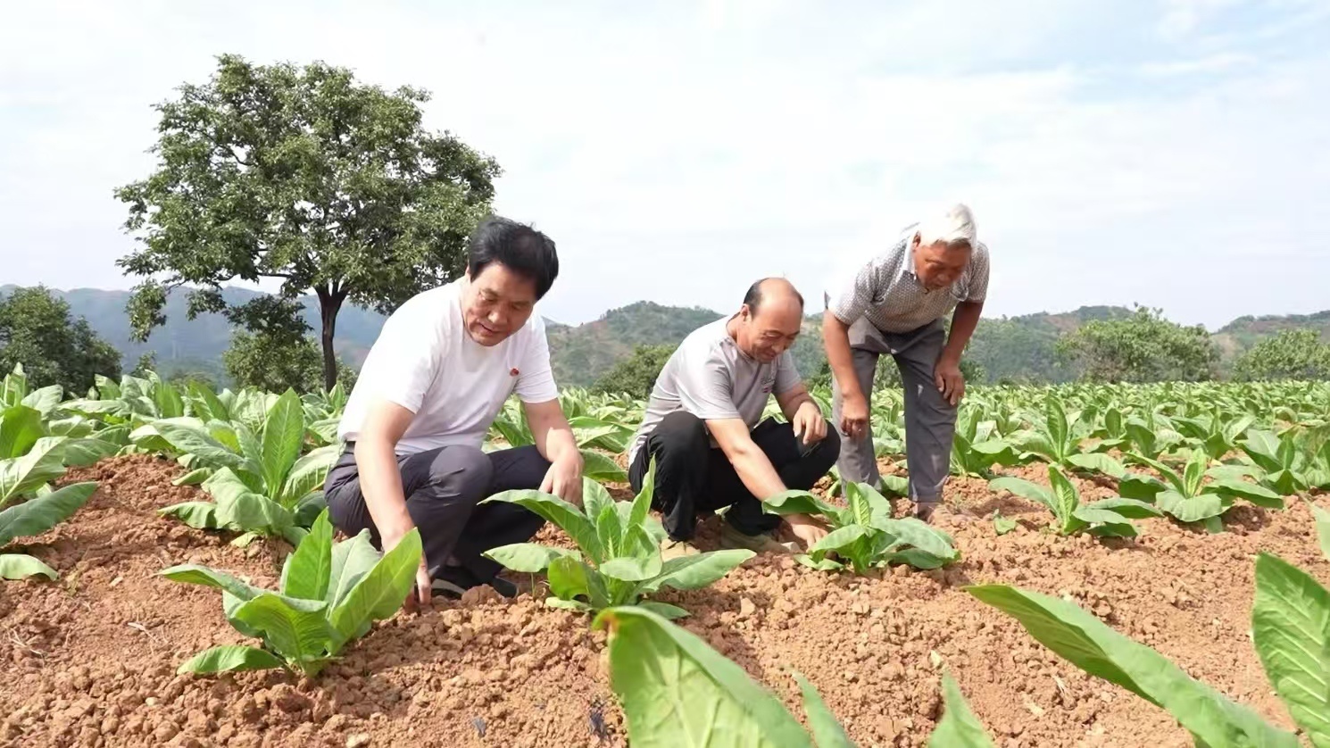马店村党支部书记王群喜（左）在察看烟田 孙小蕊 摄