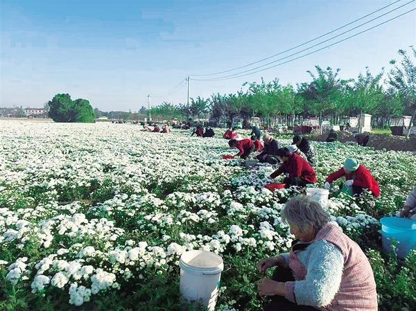 村民在采摘菊花 侯国防 摄