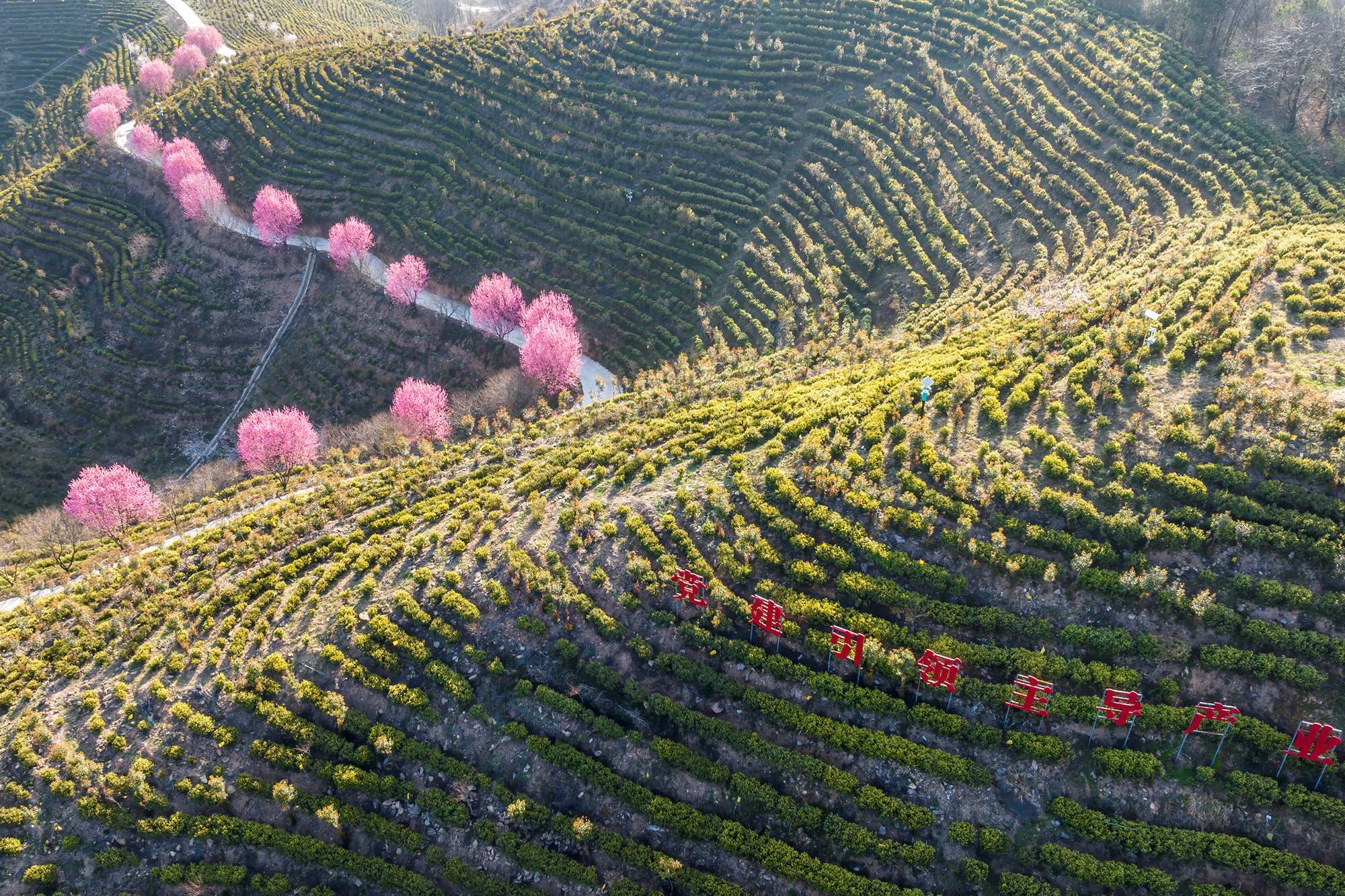 图说商城 | 草木蔓发 春山可望-大象网