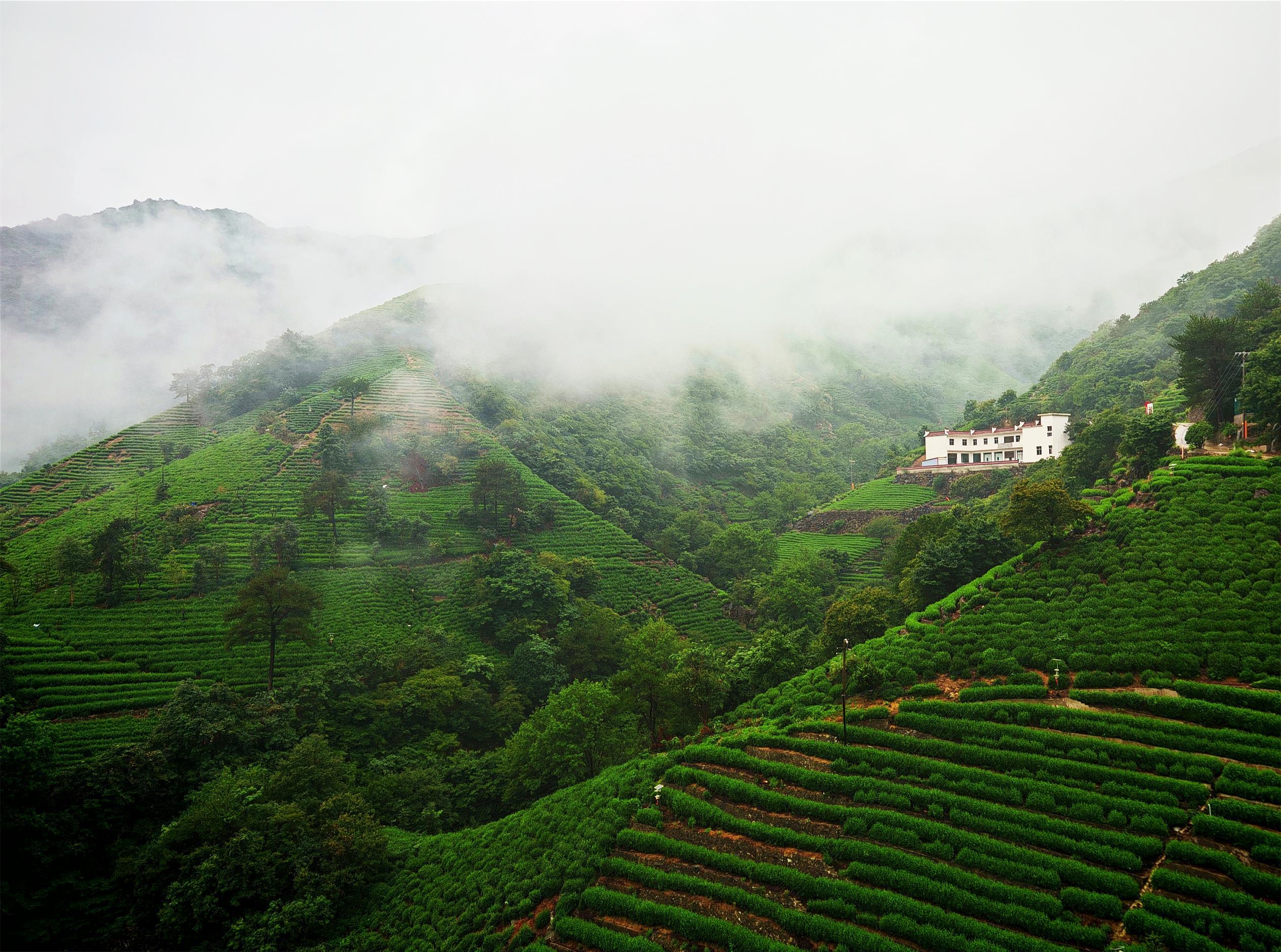 纳溪梅岭茶山图片