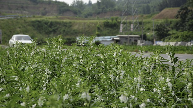 茁壮成长的芝麻 李德伟 摄