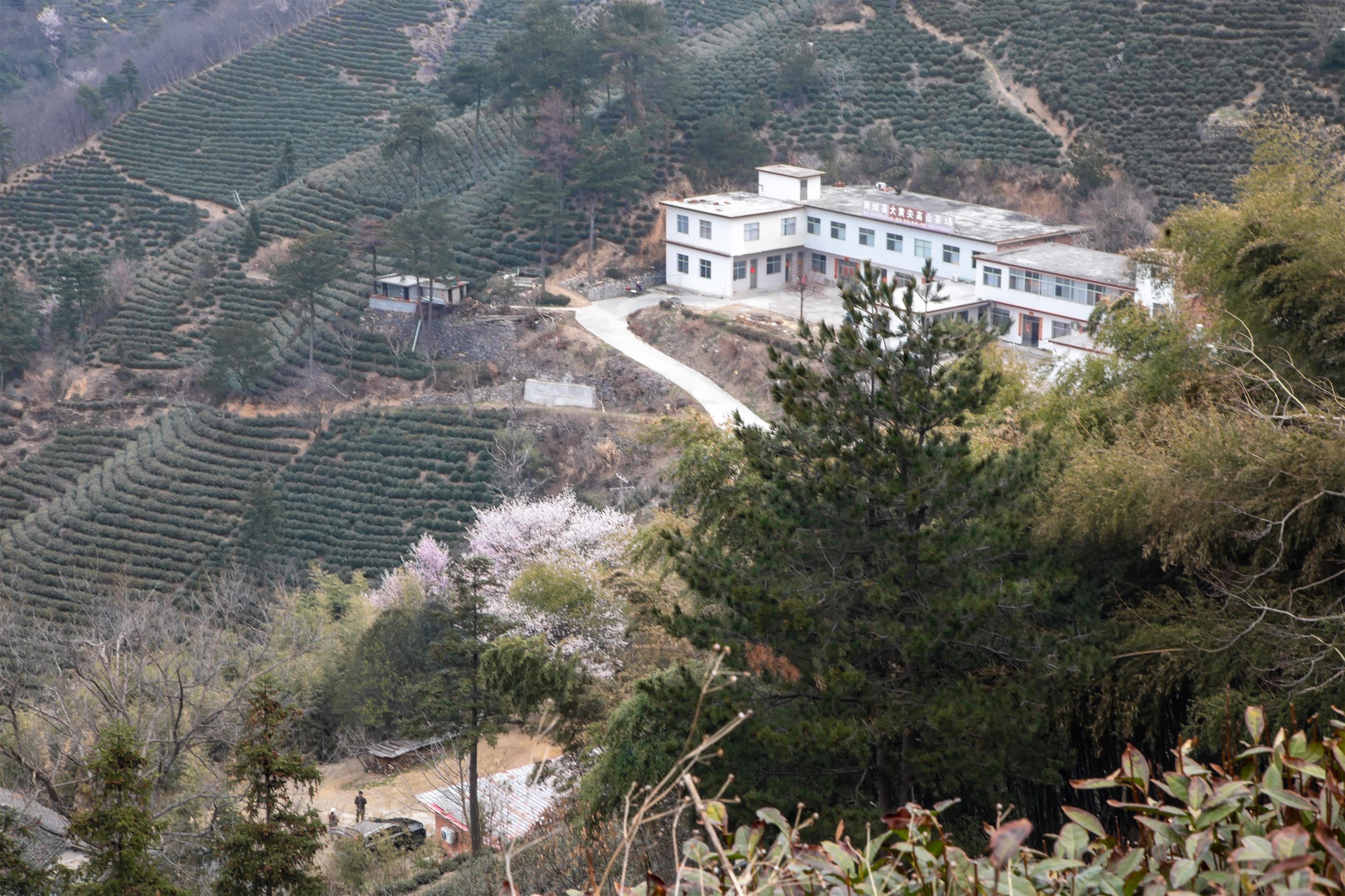近日,在河南省信阳市商城县西河景区,漫山的野樱花装点着大地,仿佛在