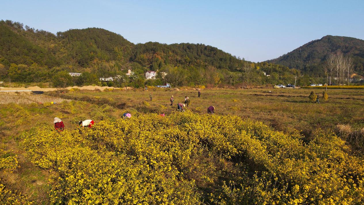 采摘菊花 中共商城县委宣传部供图