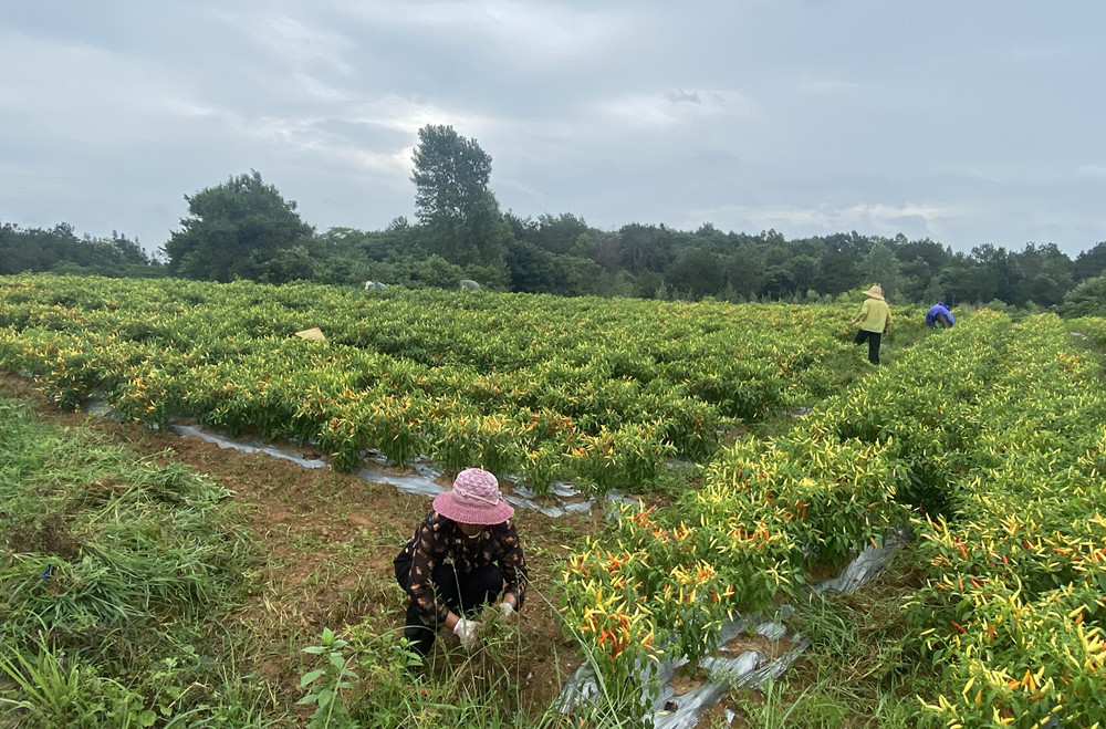 村民在野山椒种植基地里忙碌 李凯 摄