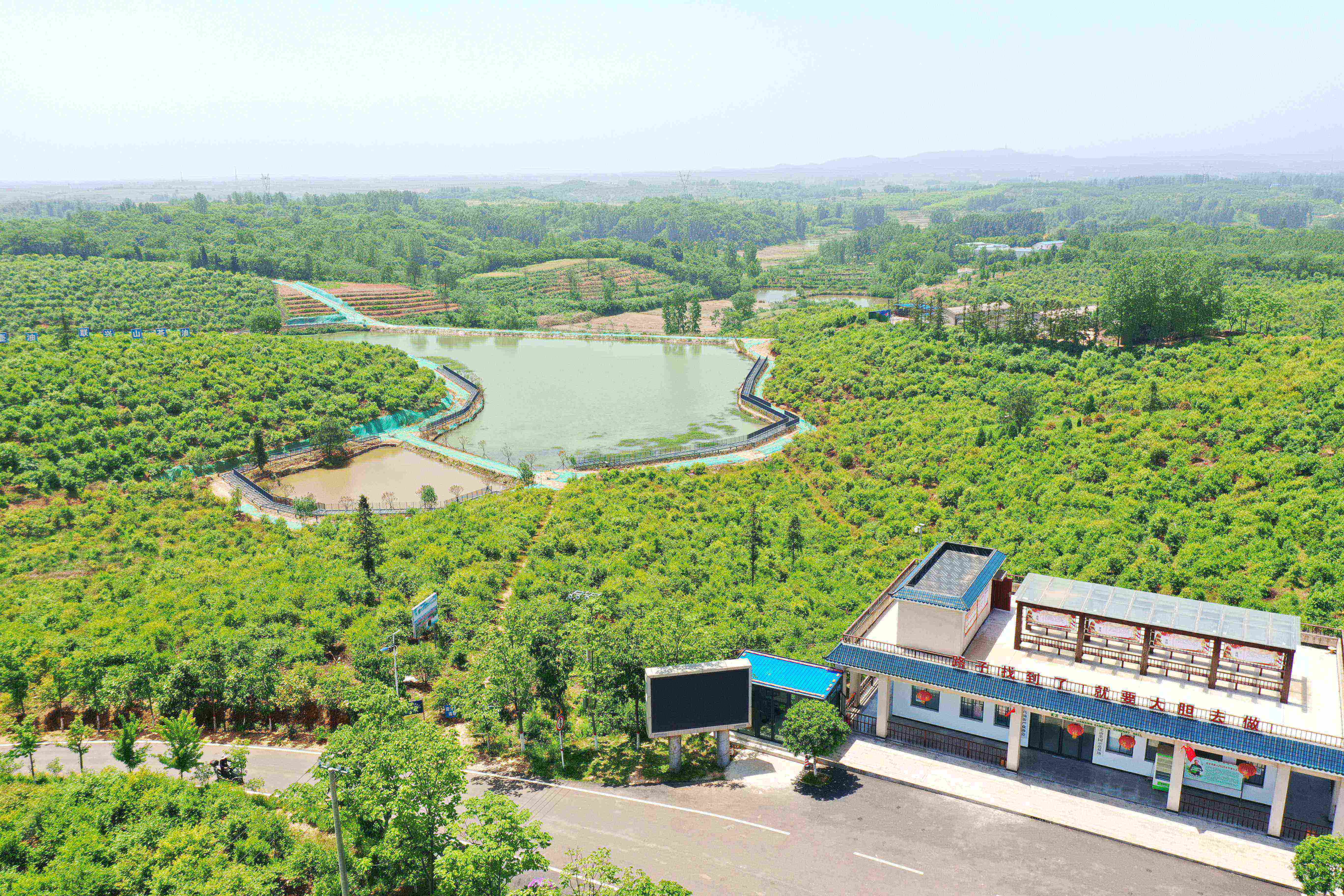 光山县槐店乡司马光油茶园正在规划建设申报国家油茶公园 河南报业全媒体记者 刘宏冰 摄