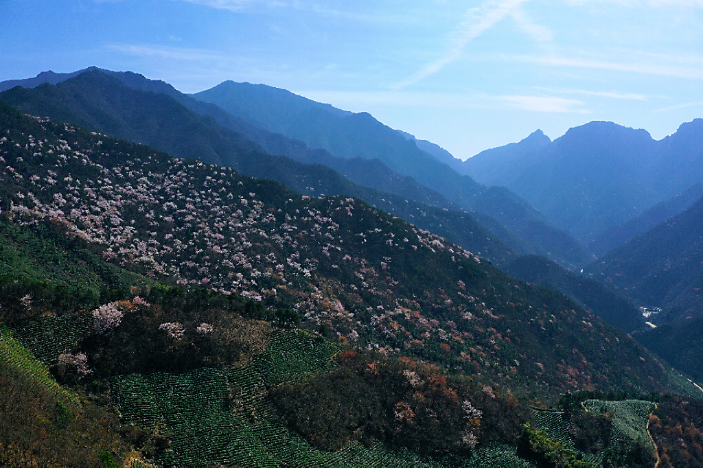 图说商城 | 草木蔓发 春山可望-大象网